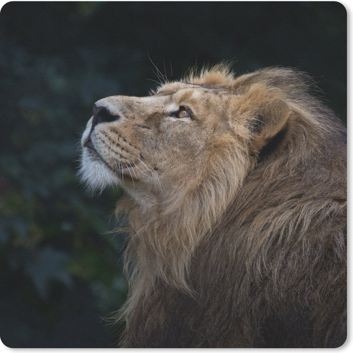 Muismat 30x30 cm - Mousepad Leeuw - Zwart - Jungle - Muismatten