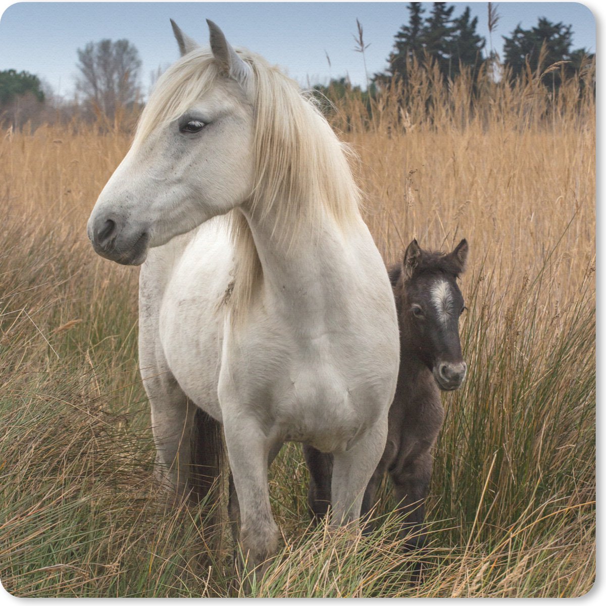 Muismat 30x30 cm - Mousepad Paard met veulen in Camargue - Muismatten