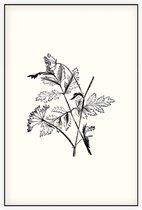 Torilis zwart-wit (Hedge Parsley) - Foto op Akoestisch paneel - 60 x 90 cm