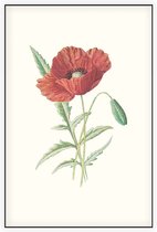Grote Klaproos (Scarlet Poppy) - Foto op Akoestisch paneel - 80 x 120 cm