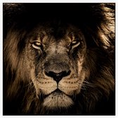 Leeuw op zwarte achtergrond - Foto op Akoestisch paneel - 120 x 120 cm
