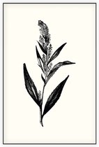 Peperkers zwart-wit (Broad-Leaved Pepperwort) - Foto op Akoestisch paneel - 80 x 120 cm
