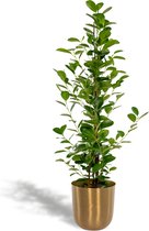 Ficus Microcarpa Moclame -  95cm hoog, ø21cm - Kamerplant in pot - Grote kamerplant - Luchtzuiverend - Vers van de kwekerij