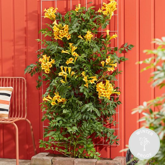 Express Rode Trompetbloem (Campsis radicans) klimplant