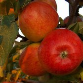 Appelboom - Malus braeburn | Omtrek: 10-14 cm | Hoogte: 300 cm