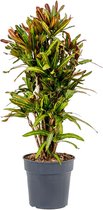 Kamerplant van Botanicly – Croton – Hoogte: 100 cm – Codiaeum variegatum Mammi