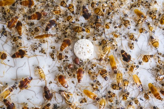 Een close-up van een insectenlijmval bedekt met dode kakkerlakken, met een kleine pil in het midden.