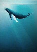 Komar Artsy Humpback Whale Vlies Fotobehang 200x280cm 4-Banen