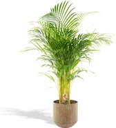 Areca Palm met metalen pot groen - Goudpalm, Dypsis Lutescens - 120cm hoog, ø21cm - Grote Kamerplant - Tropische palm - Luchtzuiverend - Vers van de kwekerij
