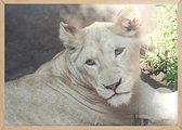 Poster Met Eiken Lijst - Witte Leeuw Poster
