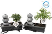 Bonsai van Botanicly – 2 × Bonsai Mix – Hoogte: 25 cm