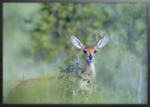 Poster Met Zwarte Lijst - Duiker Poster