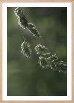 Poster Met Eiken Lijst - Eucalyptus Bloem Poster