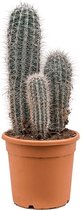 Zuilcactus Pachycereus Pringlei XS 110 cm tuinplant