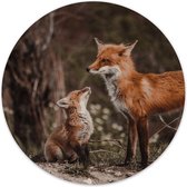 Muurcirkel foxes Ø 120 cm / Dibond - Aanbevolen