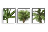 Poster Set 3 Tropische bomen palmboom bananenboom cocosnootboom / Planten / Bladeren / 80x60cm