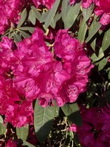 RHODO (CATAWB.) 'NOVA ZEMBLA' - Rhododendron 40- 50 C in pot