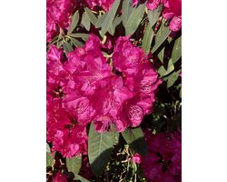 RHODO (CATAWB.) 'NOVA ZEMBLA' - Rhododendron 40- 50 C in pot