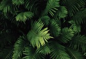 Fotobehang - Vlies Behang - Varen - Jungle Bladeren - 312 x 219 cm
