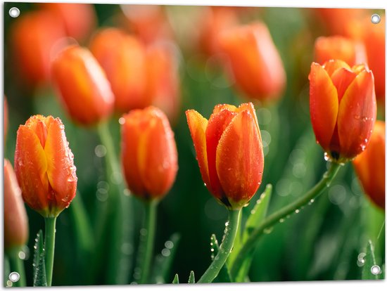 Tuinposter – Close-up van Oranje Tulpen in Landschap - 80x60 cm Foto op Tuinposter (wanddecoratie voor buiten en binnen)