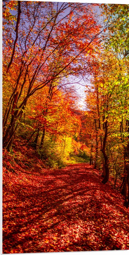 PVC Schuimplaat - Bospad Bedolven onder Rode Herfstbladeren in Herfstbos - 50x100 cm Foto op PVC Schuimplaat (Met Ophangsysteem)