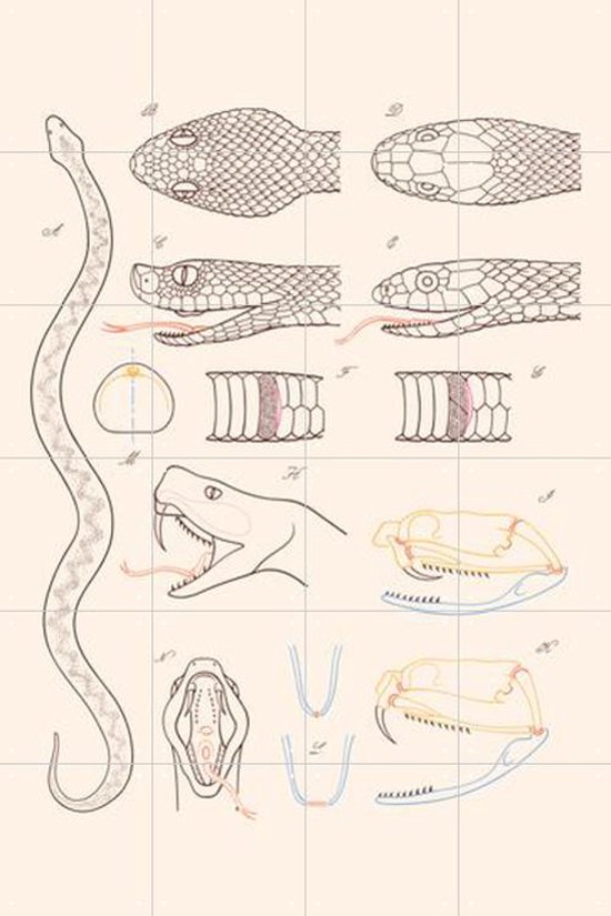 IXXI Serpent - Anatomie - Wanddecoratie - Dieren en insecten - 80 x 120 cm