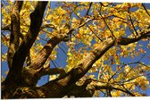 Dibond - Boom - Herfst - Bladeren - Takken - 90x60 cm Foto op Aluminium (Met Ophangsysteem)