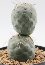 Ikhebeencactus | Tephrocactus Geometricus | Bijzondere cactus | Plant met 2 bollen | 8,5Øcm pot.