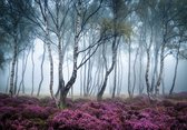 Fotobehang - Vliesbehang - Berkenbos - Bos - Bomen - 208 x 146 cm