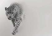 Fotobehang - Vlies Behang - Luipaard - Panter - Cheeta - Jaguar - 416 x 290 cm