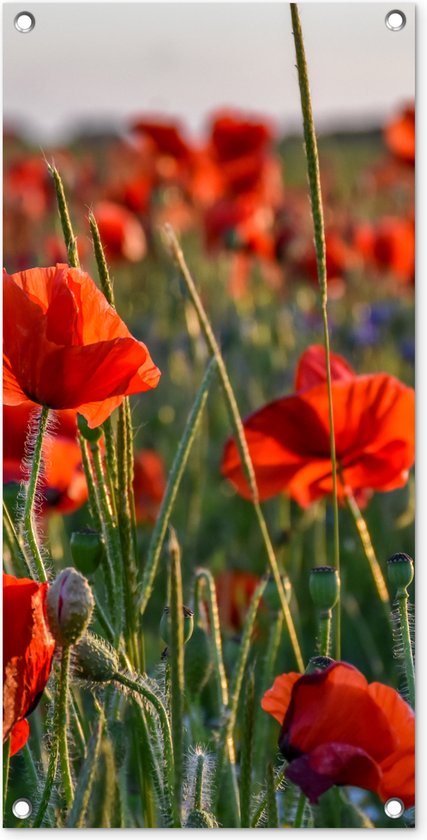 Tuinposters buiten Bloemen - Klaprozen - Natuur - Rood - 40x80 cm - Tuindoek - Buitenposter