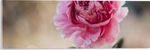 Acrylglas - Bloem - Roze - Bladeren - Natuur - 60x20 cm Foto op Acrylglas (Met Ophangsysteem)