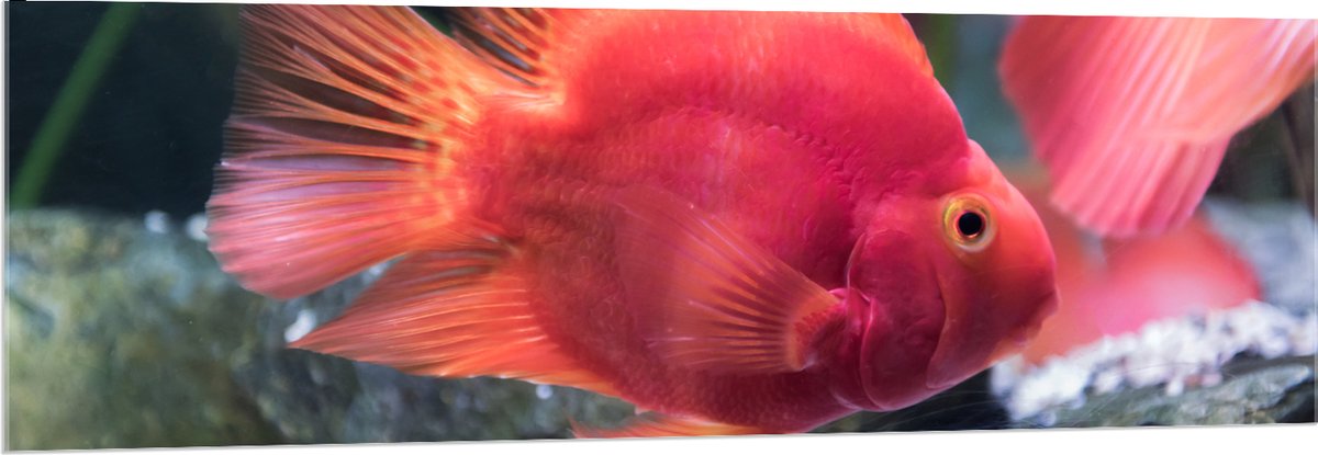 Acrylglas - Rode Papegaai Cichlide Vis Zwemmend in Aquarium - 150x50 cm Foto op Acrylglas (Met Ophangsysteem)