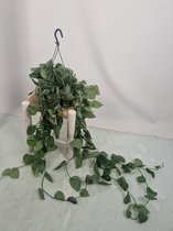 Scindapsus pictus Silvery Ann - hangplant voor binnen - potmaat 19 cm - ranklengte 45cm - Plants By Suus