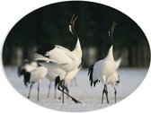 PVC Schuimplaat Ovaal - Fluitende Kraanvogels in landschap Vol met Sneeuw - 108x81 cm Foto op Ovaal (Met Ophangsysteem)