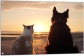 Tuinposter – Kat en Hond op het Strand Kijkend naar Zonsondergang - 105x70 cm Foto op Tuinposter (wanddecoratie voor buiten en binnen)