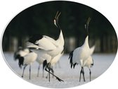 PVC Schuimplaat Ovaal - Fluitende Kraanvogels in landschap Vol met Sneeuw - 56x42 cm Foto op Ovaal (Met Ophangsysteem)