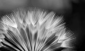 Flowers Dandelion Nature Photo Wallcovering