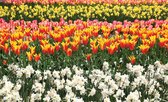Fotobehang Vlies | Tulpen, Bloemen | Oranje | 368x254cm (bxh)