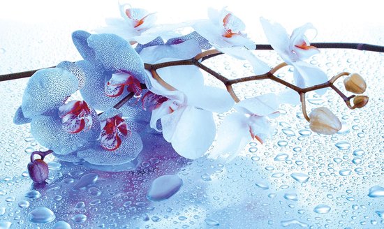 Flowers Orchids Nature Drops Photo Wallcovering