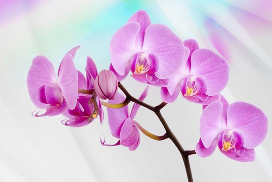 Flowers  Orchids Photo Wallcovering