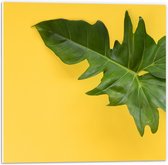 PVC Schuimplaat- Groen Blad tegen Okergele Achtergrond - 50x50 cm Foto op PVC Schuimplaat