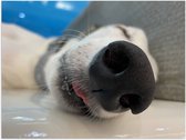 Poster Glanzend – Close-up van Zwarte Neus van Lichtbruine Slapende Hond - 80x60 cm Foto op Posterpapier met Glanzende Afwerking
