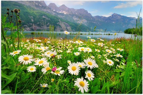 Poster Glanzend – Bergen - Bloemen - Wit - Gras - Water - Natuur - 105x70 cm Foto op Posterpapier met Glanzende Afwerking