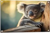 Tuinposter – Aandoenlijke Koala van Achter Boom - 75x50 cm Foto op Tuinposter (wanddecoratie voor buiten en binnen)