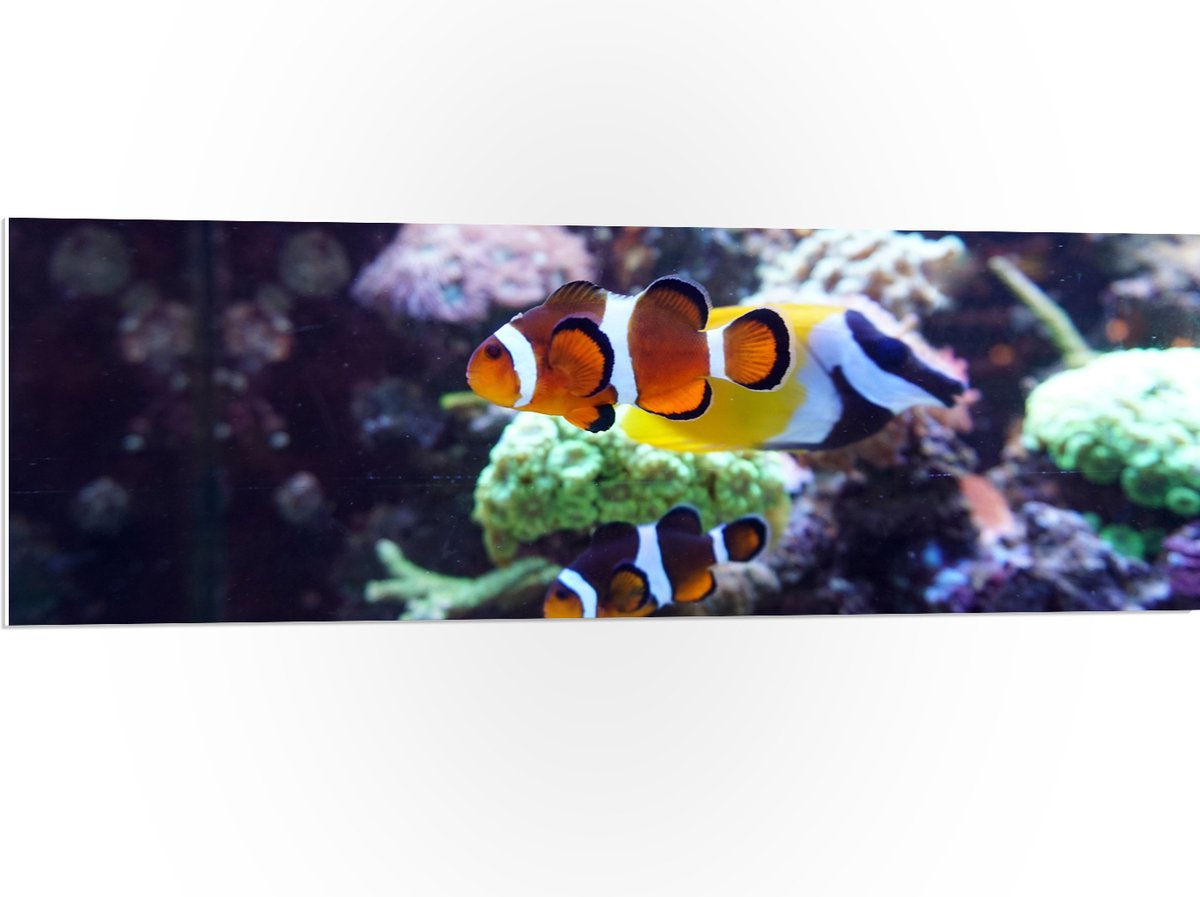 PVC Schuimplaat - Twee Anemoon Vissen Zwemmend door Aquarium - 120x40 cm Foto op PVC Schuimplaat (Met Ophangsysteem)