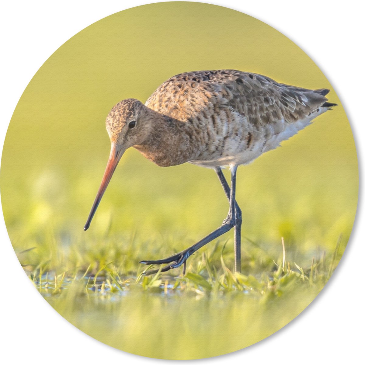 Muismat rond 20x20 cm - Mousepad Vogels - Gras - Landschap - Grutto - Ronde muismatten