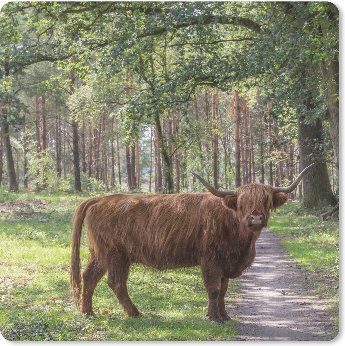 Muismat 20x20 cm - Mousepad Schotse Hooglander - Pad - Boom - Muismatten