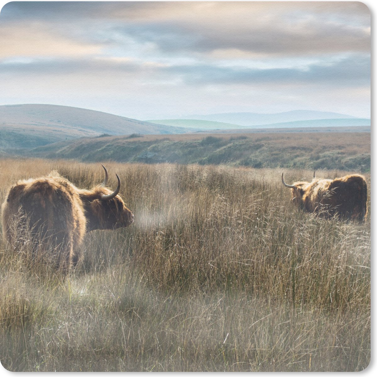 Muismat 30x30 cm - Mousepad Schotse Hooglanders - Mist - Gras - Muismatten