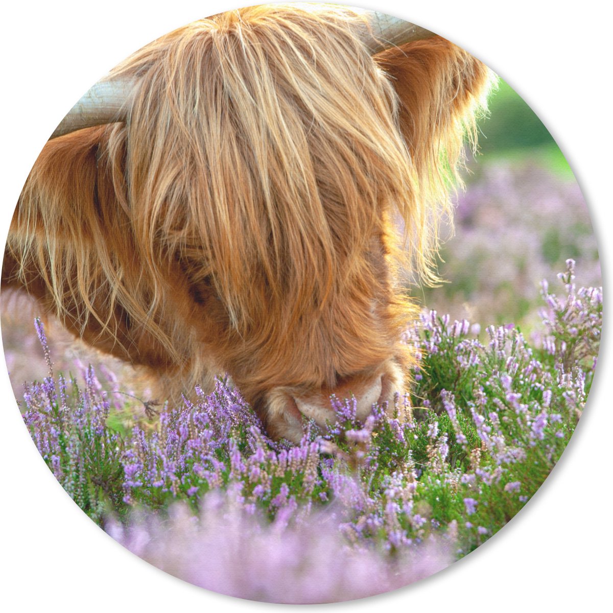 Muismat rond 30x30 cm - Mousepad Schotse Hooglander - Gras - Heide - Dieren - Ronde muismatten